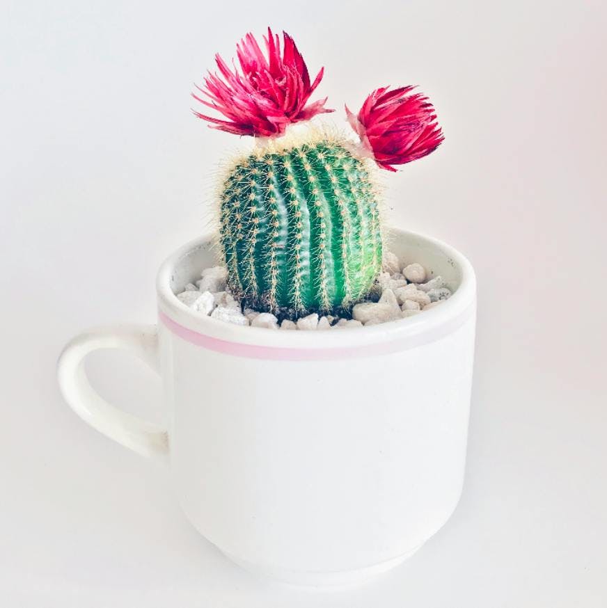 Cacto florido em um vaso em formato de xícara