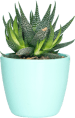 Planta em um pote verde